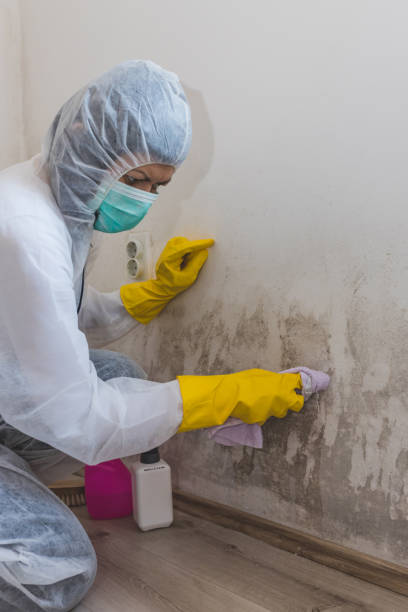Best Mold Prevention Services  in Bristol, FL